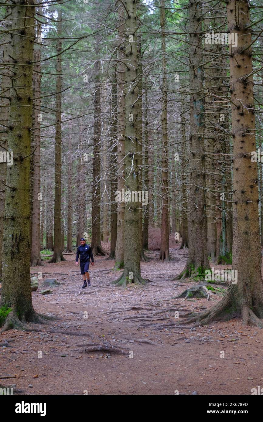 Athletischer Mann beim Wandern im Nadelwald. Reise, Weg, Wandern, Trekking-Konzept. Nationalpark Appennino Tosco-Emiliano. Lagdei, Emilia-Romagna Stockfoto