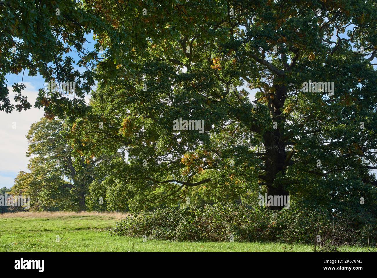 Bäume auf Hampstead Heath, North London, Großbritannien, im Frühherbst Stockfoto
