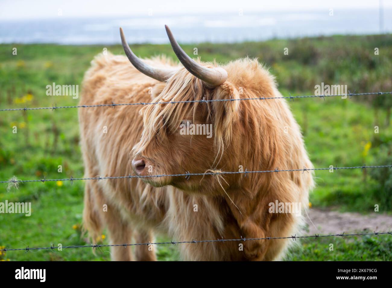 Highland Cow, 2022 Stockfoto