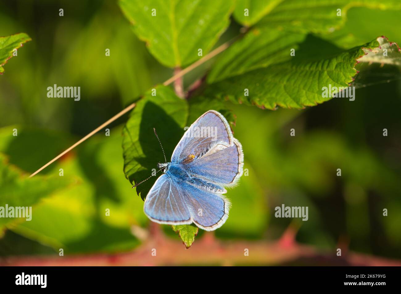 Eine Makroaufnahme eines kurzschwanzigen blauen Schmetterlings, der auf einem grünen Blatt thront Stockfoto