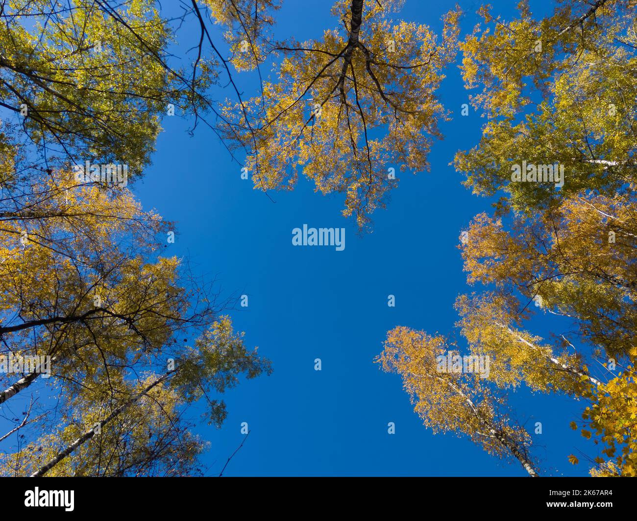 Herbst Herbst Baumkronen nach oben Blick aus dem Boden Stockfoto