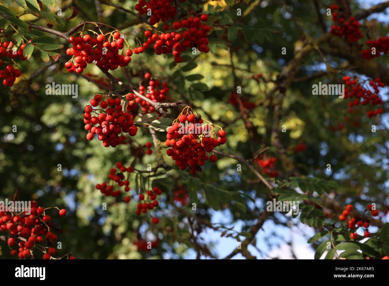 Rote Vogelbeeren auf den Ästen des Vogelbeerbaums Stockfoto