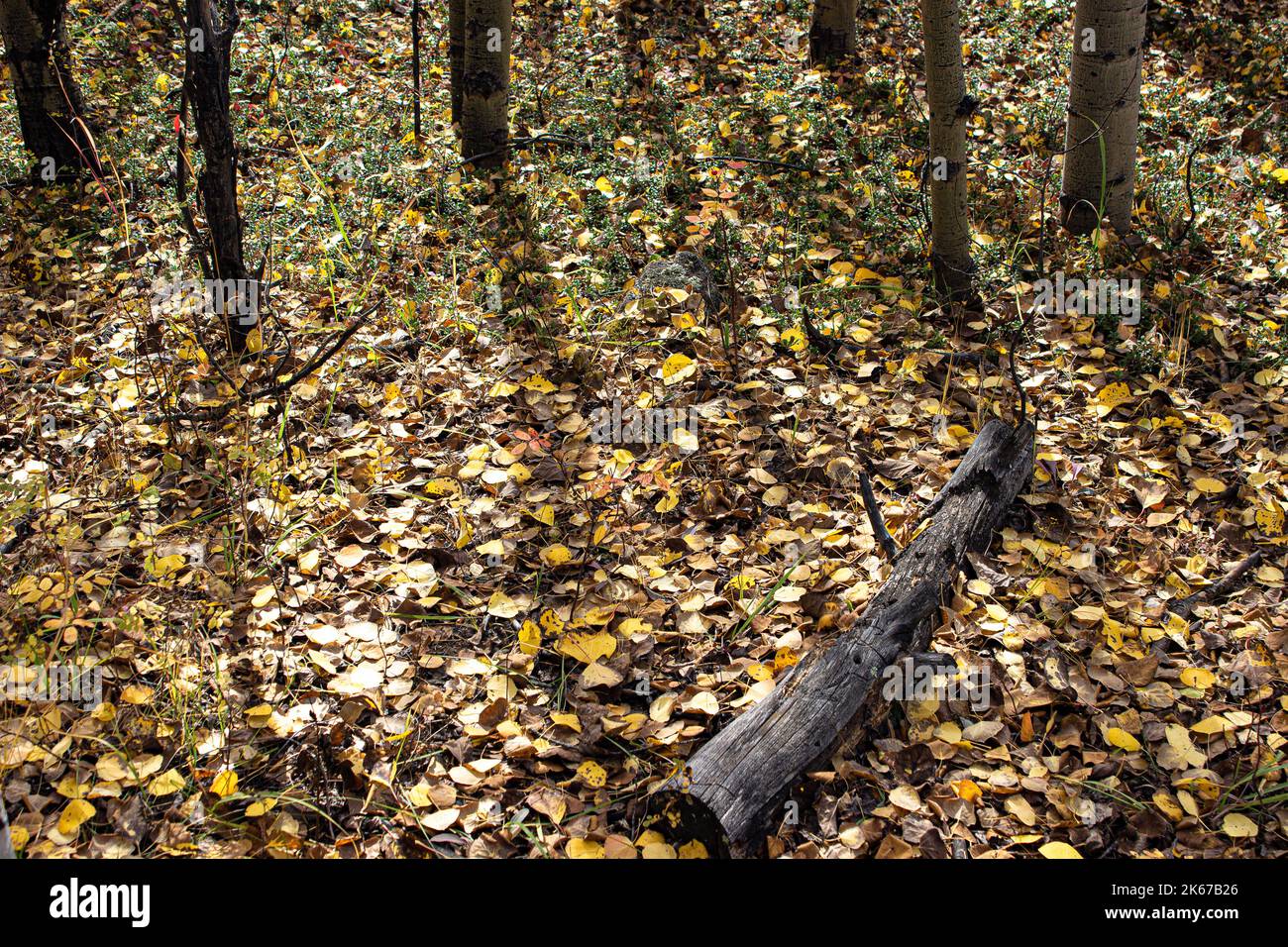 Grüner Boden im Wald Stockfoto