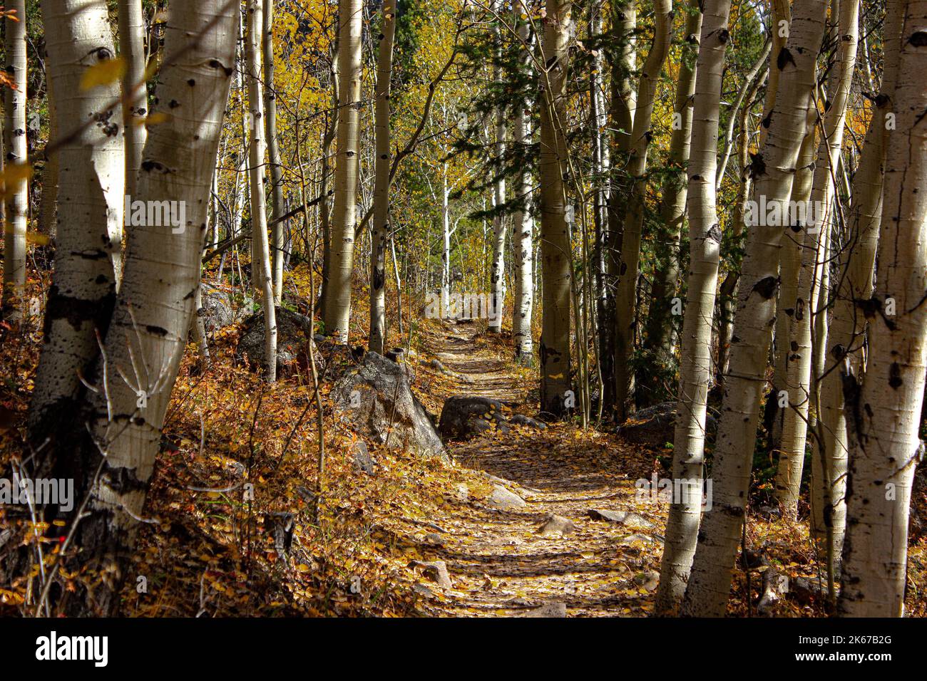 Herbst-Pfad in den Wald Stockfoto