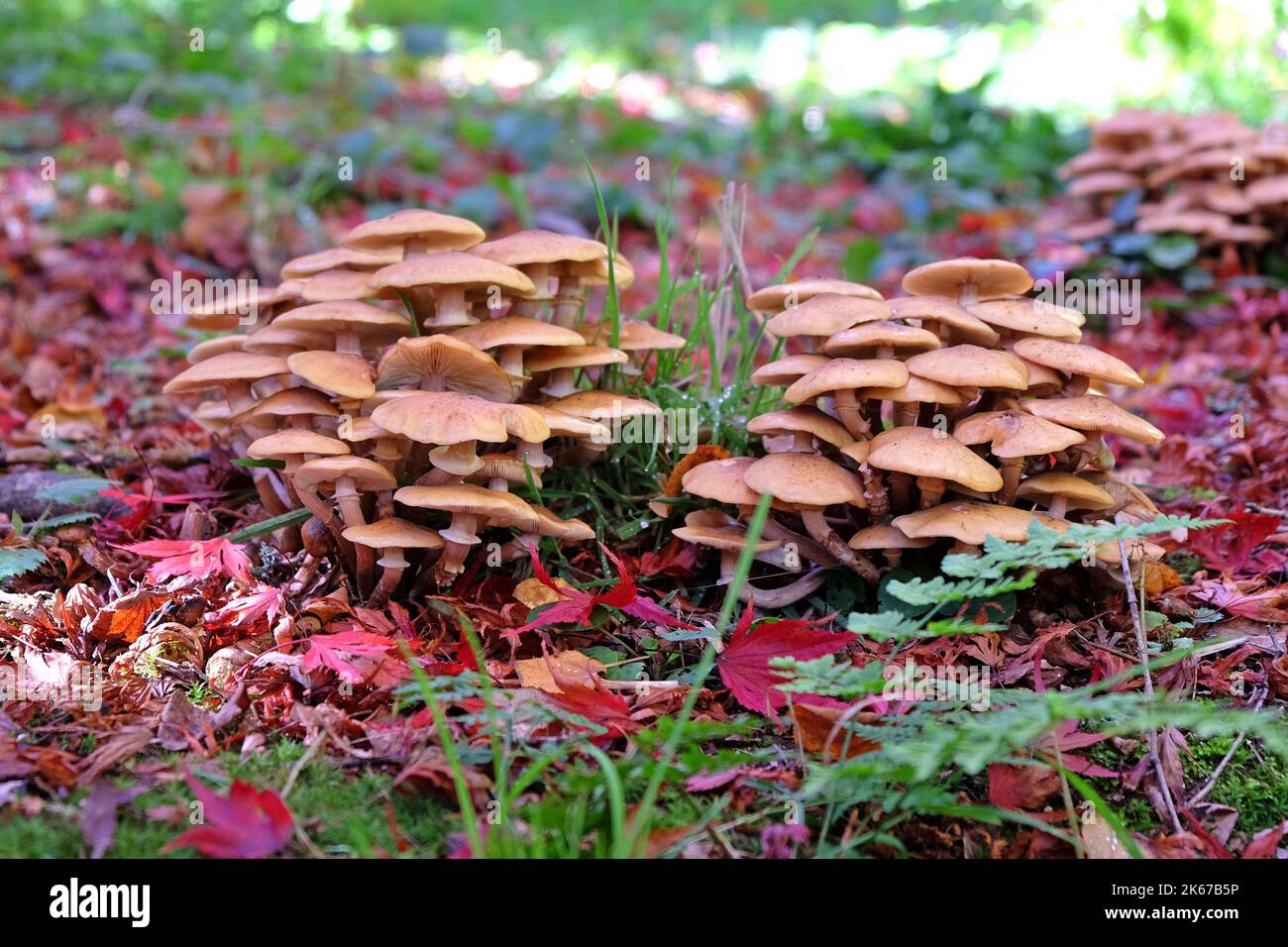 Honigpilz wächst unter den Blattmüll der japanischen Acres, Surrey, Großbritannien. Stockfoto