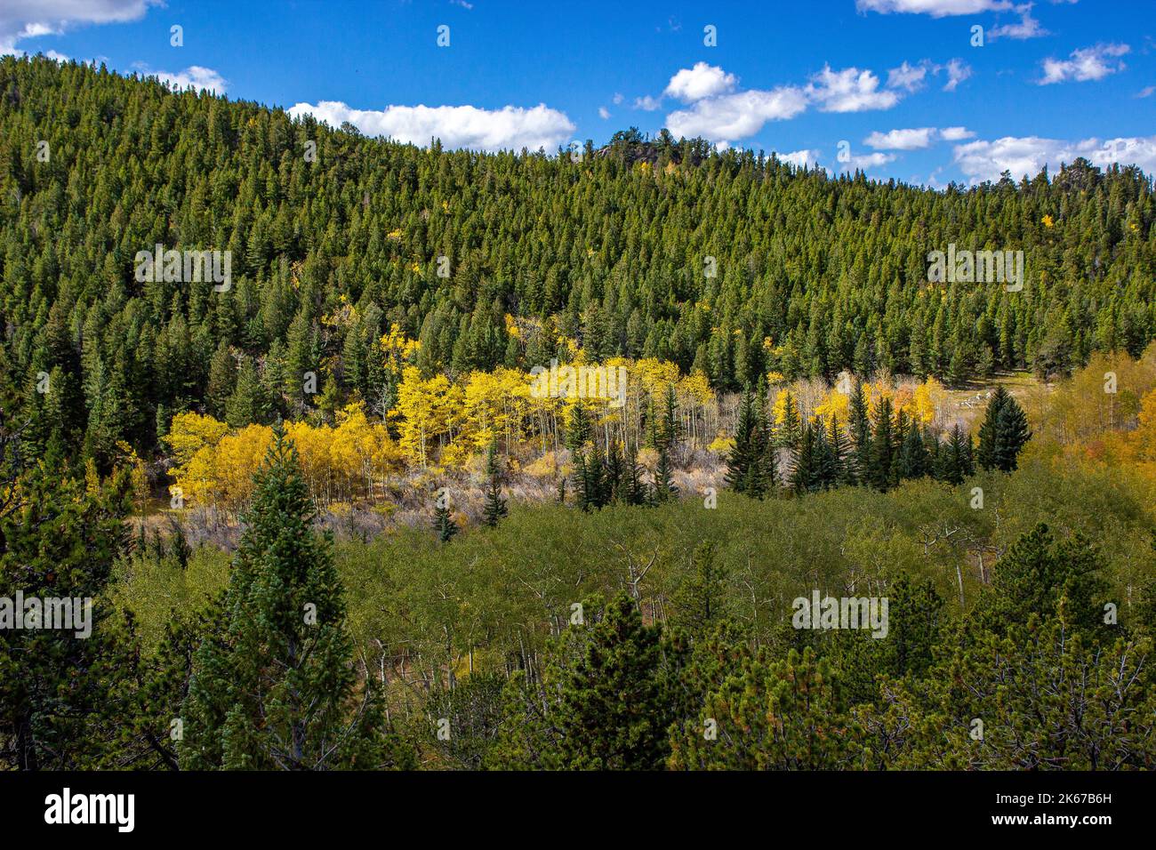 Herbstfarben im Wald Stockfoto