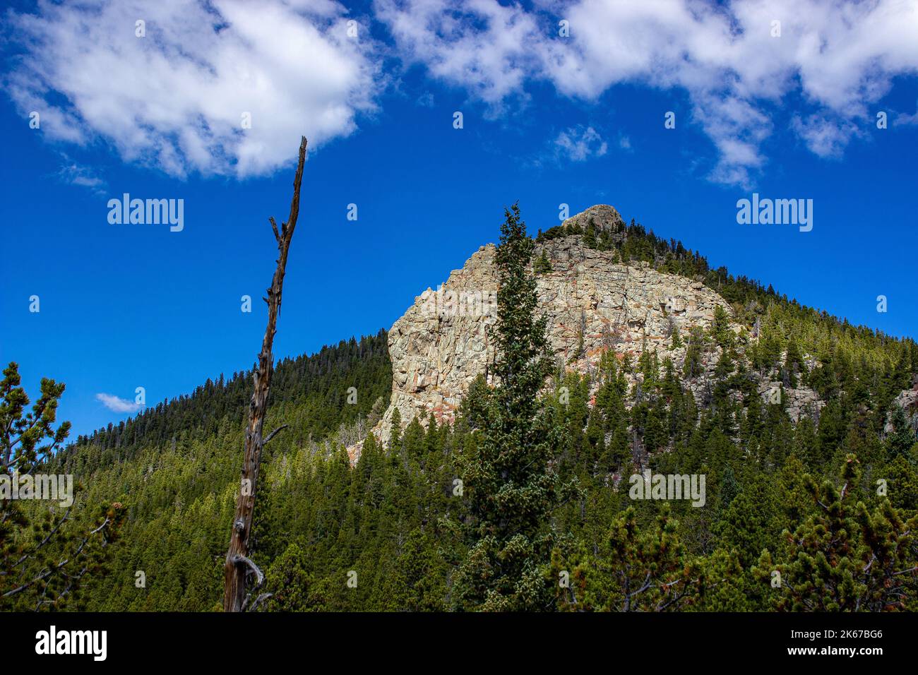 Felswand im Wald Stockfoto