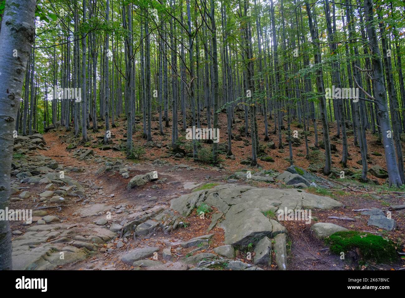 Herbstwald mit Sonnenlicht. Natürlicher Hintergrund. Reise, Weg, Wandern, Trekking-Konzept. Nationalpark Appennino Tosco-Emiliano. Lagdei, Emilia-Romagna Stockfoto