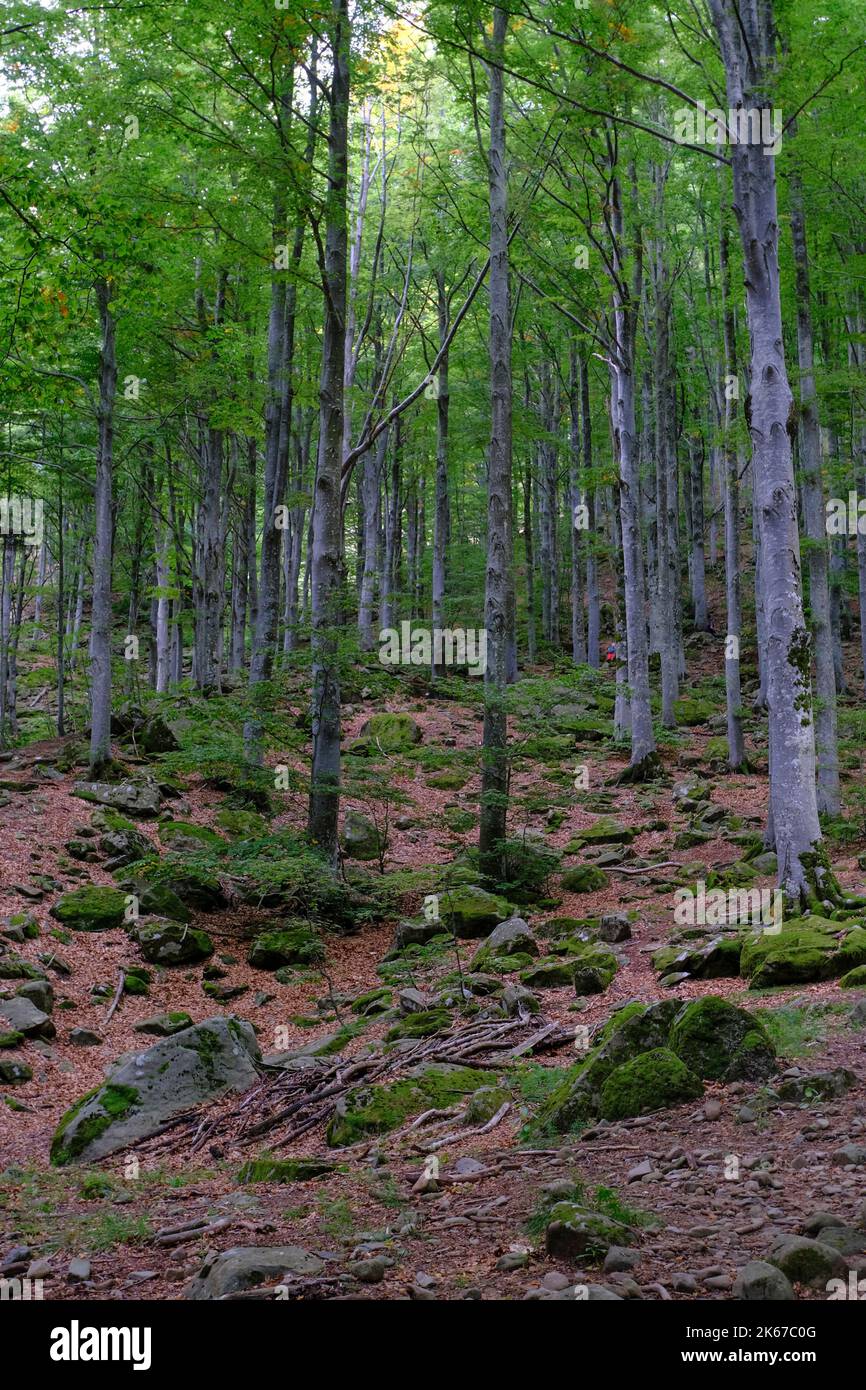 Herbstwald mit Sonnenlicht. Natürlicher Hintergrund. Reise, Weg, Wandern, Trekking-Konzept. Nationalpark Appennino Tosco-Emiliano. Lagdei, Emilia-Romagna Stockfoto