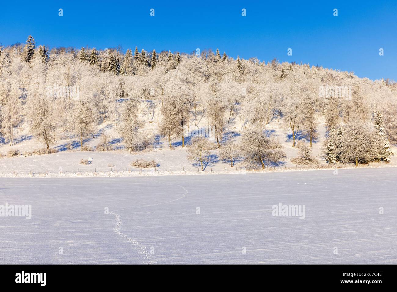 Wunderschöne Winterlandschaft mit Tierspuren im Schnee Stockfoto