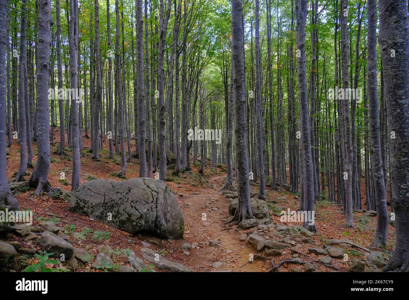 Herbstwald mit Sonnenlicht. Natürlicher Hintergrund. Reise, Weg, Wandern, Trekking-Konzept. Nationalpark Appennino Tosco-Emiliano. Lagdei, Emilia-Romagna Stockfoto