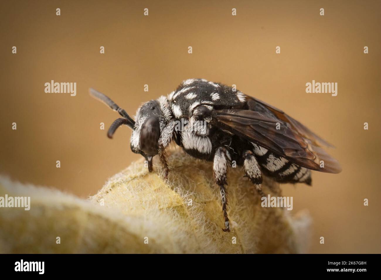 Detaillierte Nahaufnahme der schwarz-weiß gefärbten mediterranen Cleptoparastie-Einzelbiene, Thyreus ramosus auf einem getrockneten Blatt Stockfoto