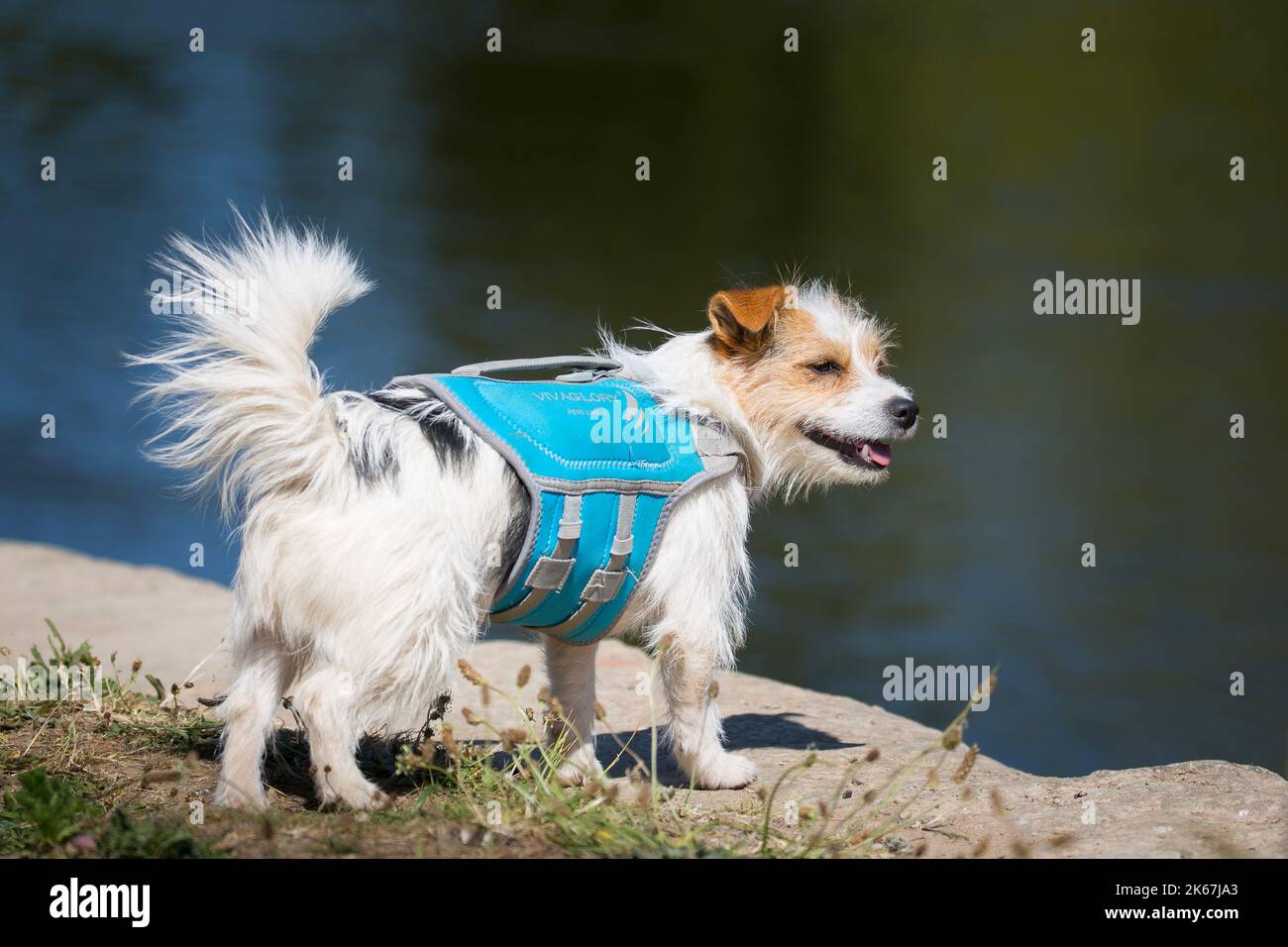 Kleiner Hund, der isoliert an einem Fluss in Großbritannien bei warmem Sonnenschein in einer doggy Schwimmweste vor dem Einstieg in ein Kajak steht. Stockfoto