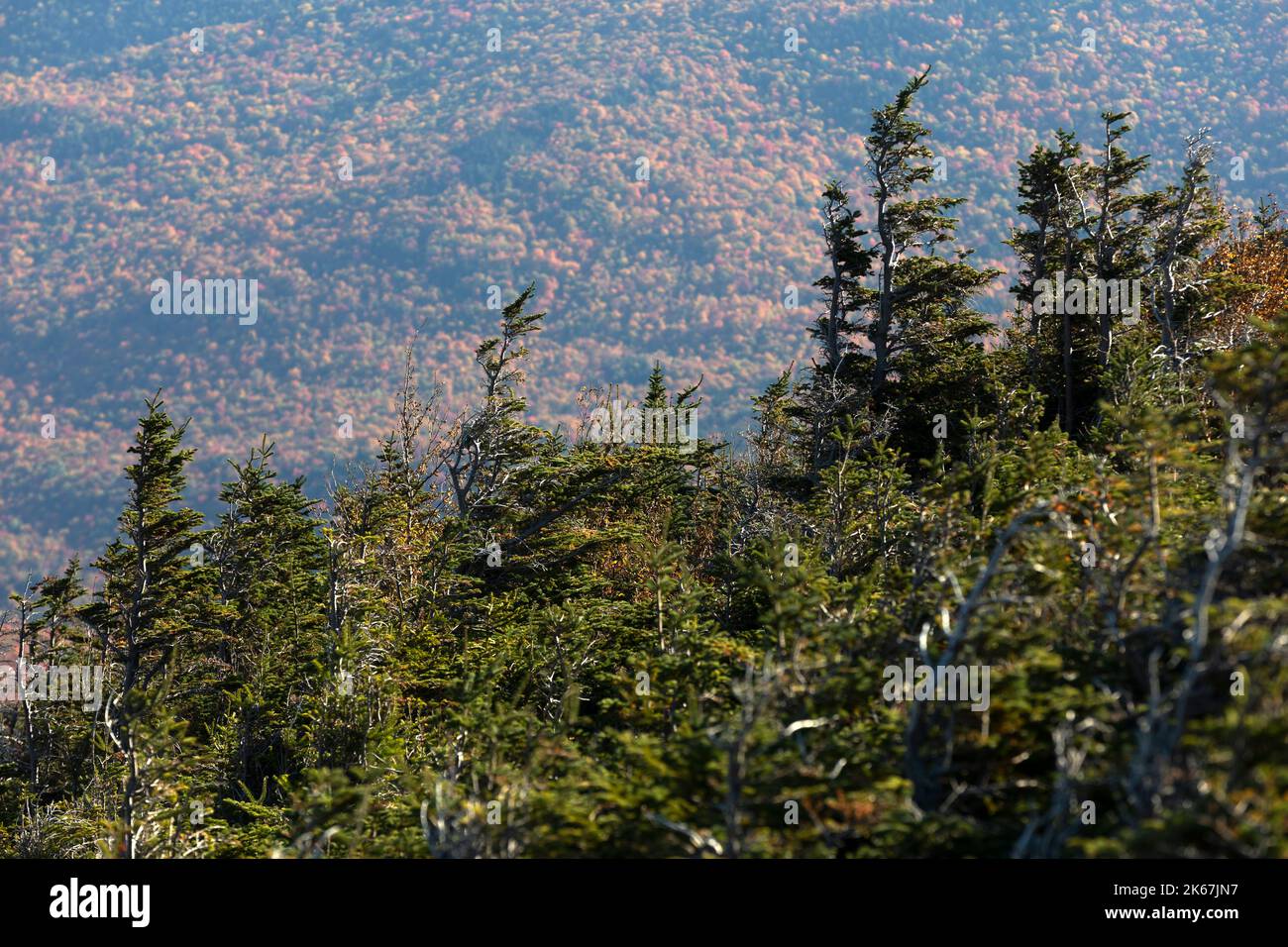 Bäume, die von vorherrschenden Winden geformt wurden, befinden sich am Mount Washington, White Mountain National Forest, New Hampshire Stockfoto