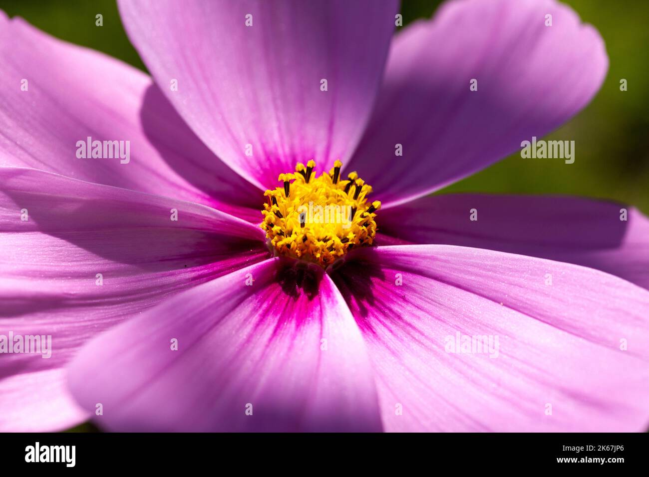 Leuchtend rosa Kosmos blüht im September in Schottland Stockfoto