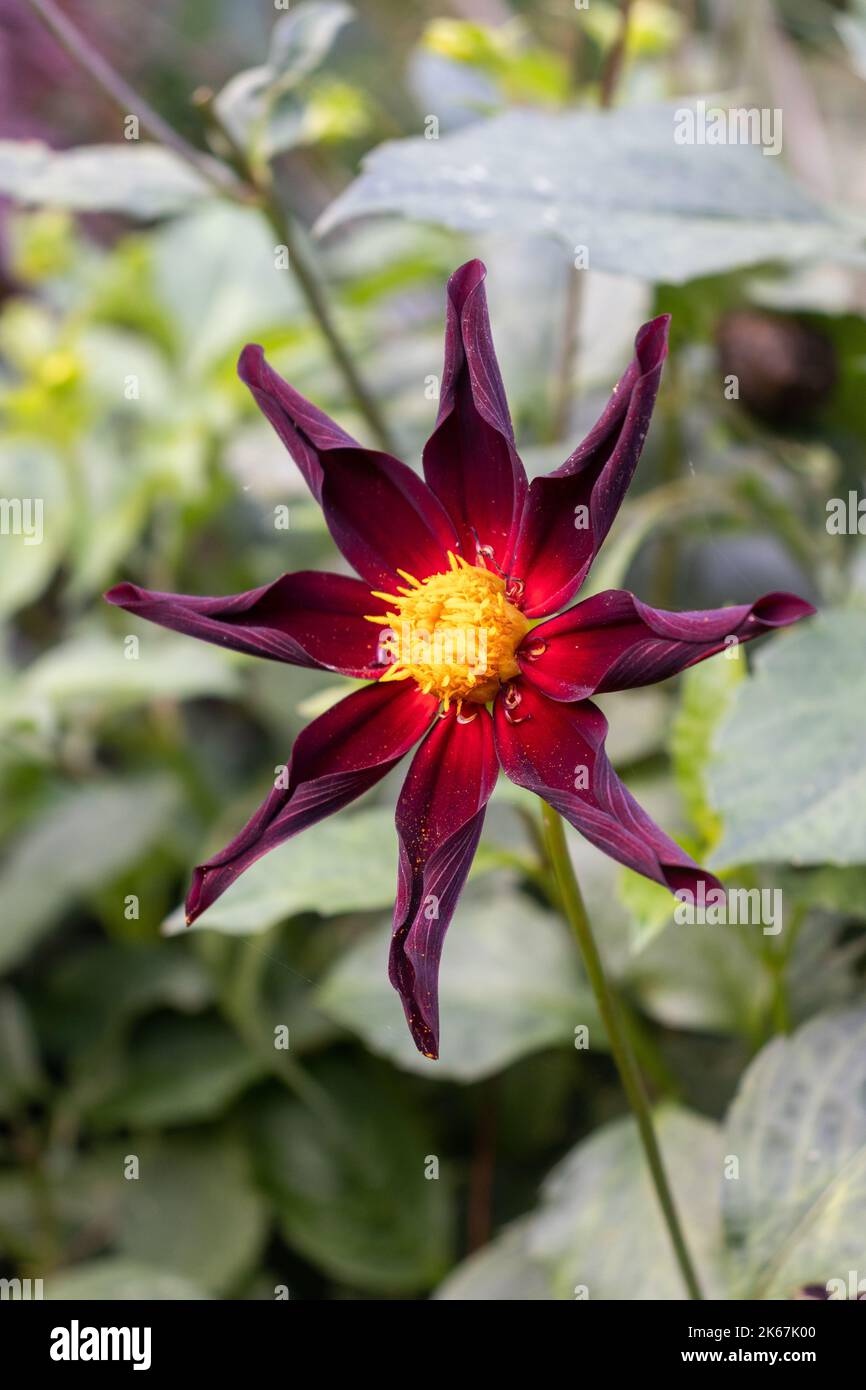 Dahlia „Honka Dark“ (Honka Black) Stockfoto