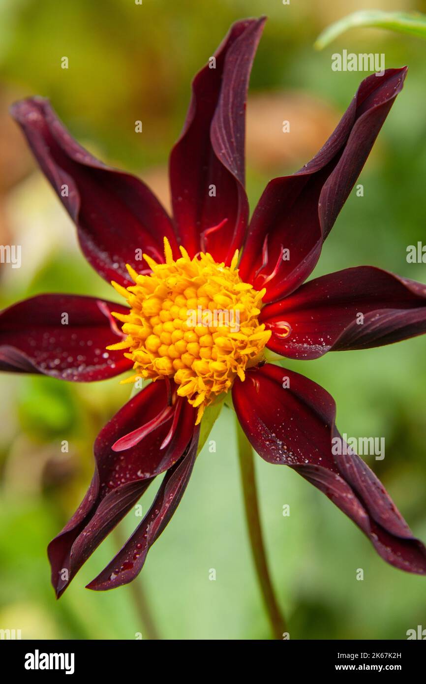 Dahlia „Honka Dark“ (Honka Black) Stockfoto