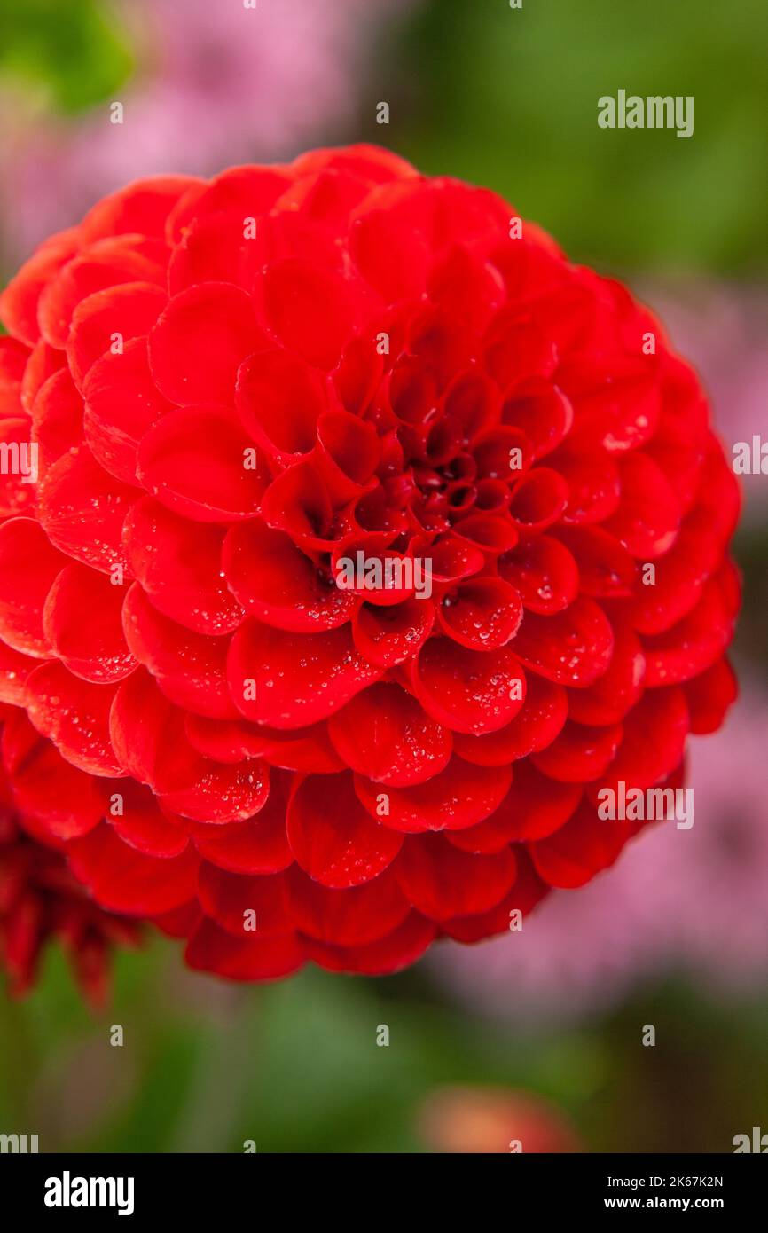 Dahlia ‘Cornel’ ist eine Kugeldahlie mit lila-roten Blüten Stockfoto