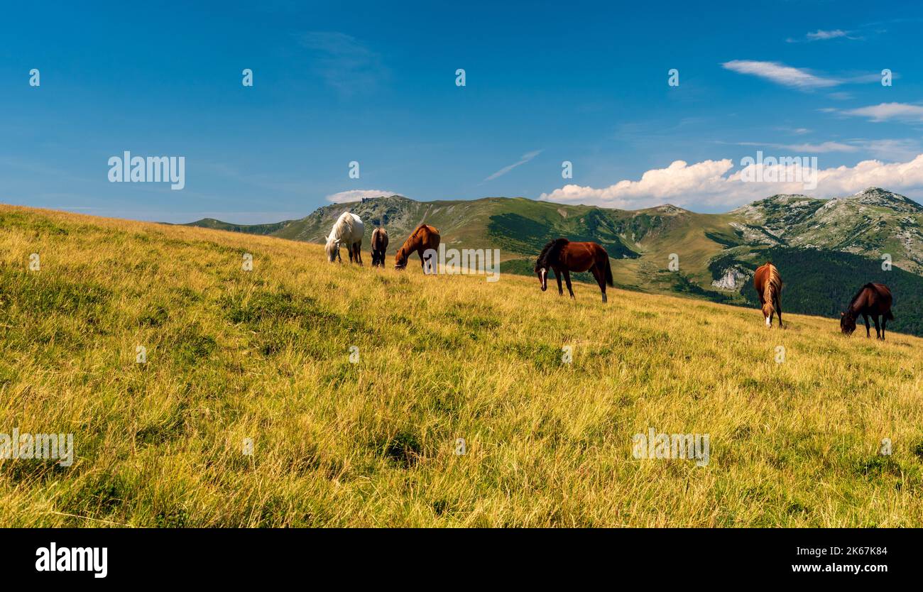 Pferde ernähren sich auf der Bergwiese unten Oslea Hügel in Valcan Berge mit Godeanu Berge im Hintergrund in Rumänien Stockfoto