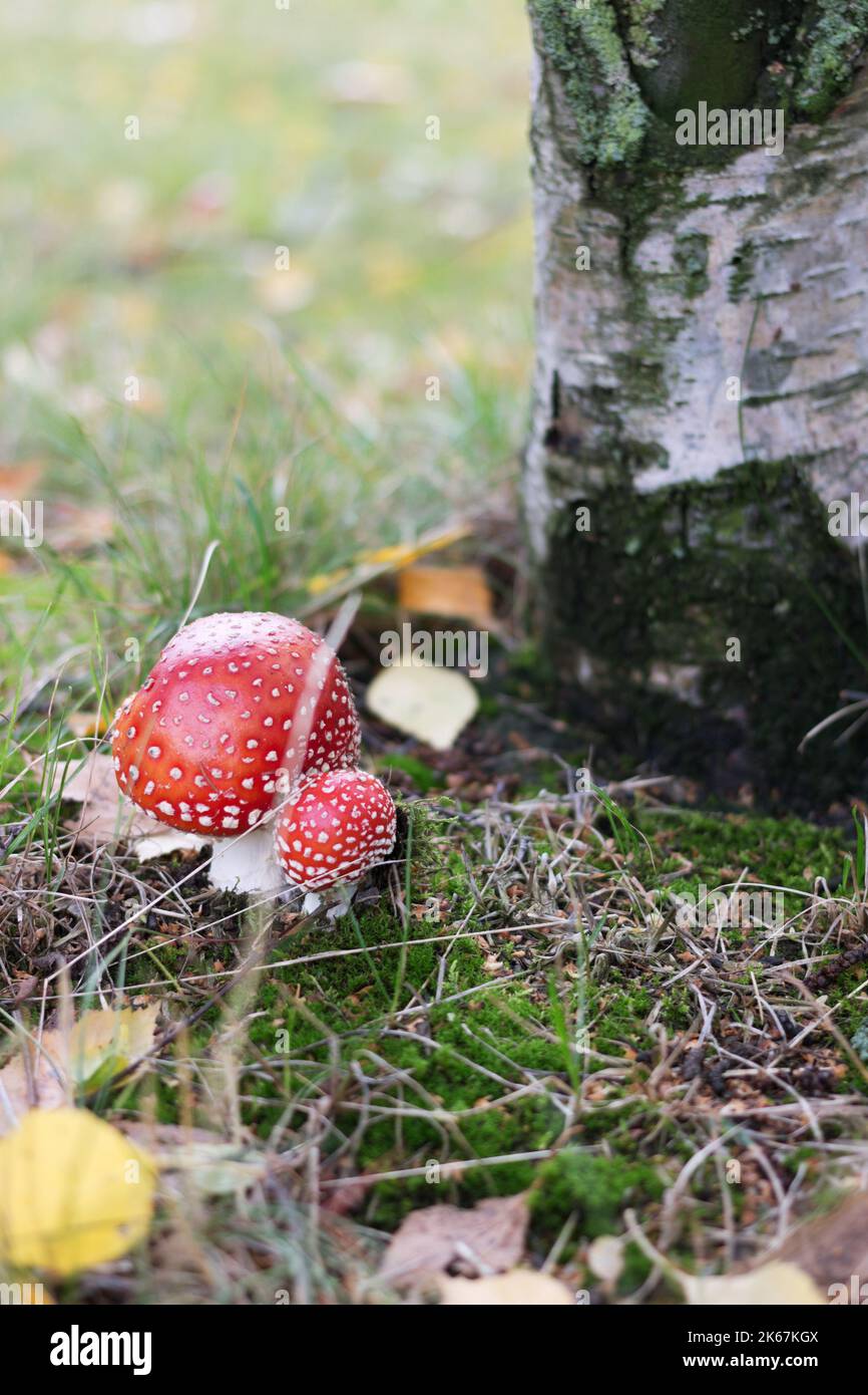 Rotpilzfliege agarisch (Amanita muscaria) Stockfoto