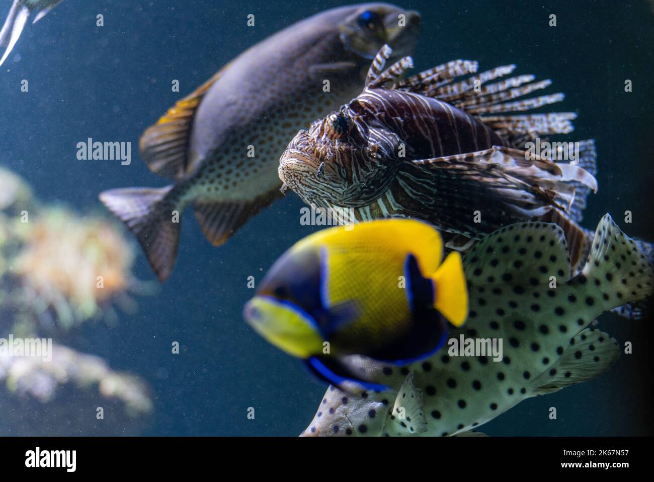 Eine Nahaufnahme eines roten Löwenfisches mit anderen Fischen. Pterois volitans. Stockfoto