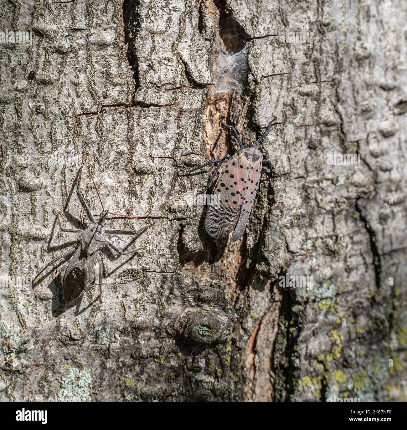 Gefleckte Lanternfly (Lycorma delicatula) und Assassin-Käfer oder Radwanze (Arilus cristatus) auf dem Baum. Assassin-Bugs wurden auf Laternenfliegen gesehen. Stockfoto