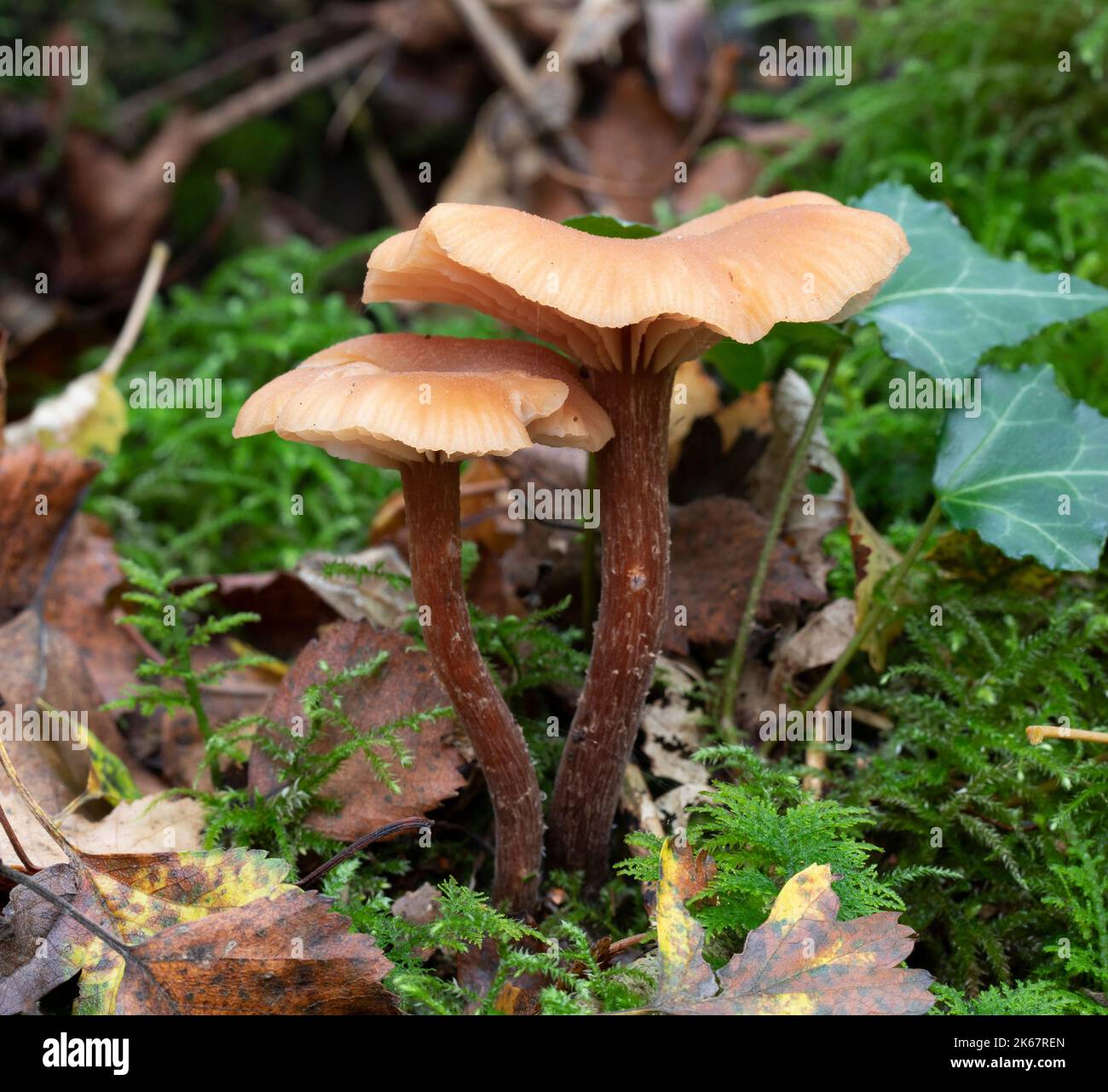 Der Verführer - Lacktrichterling laccata Stockfoto