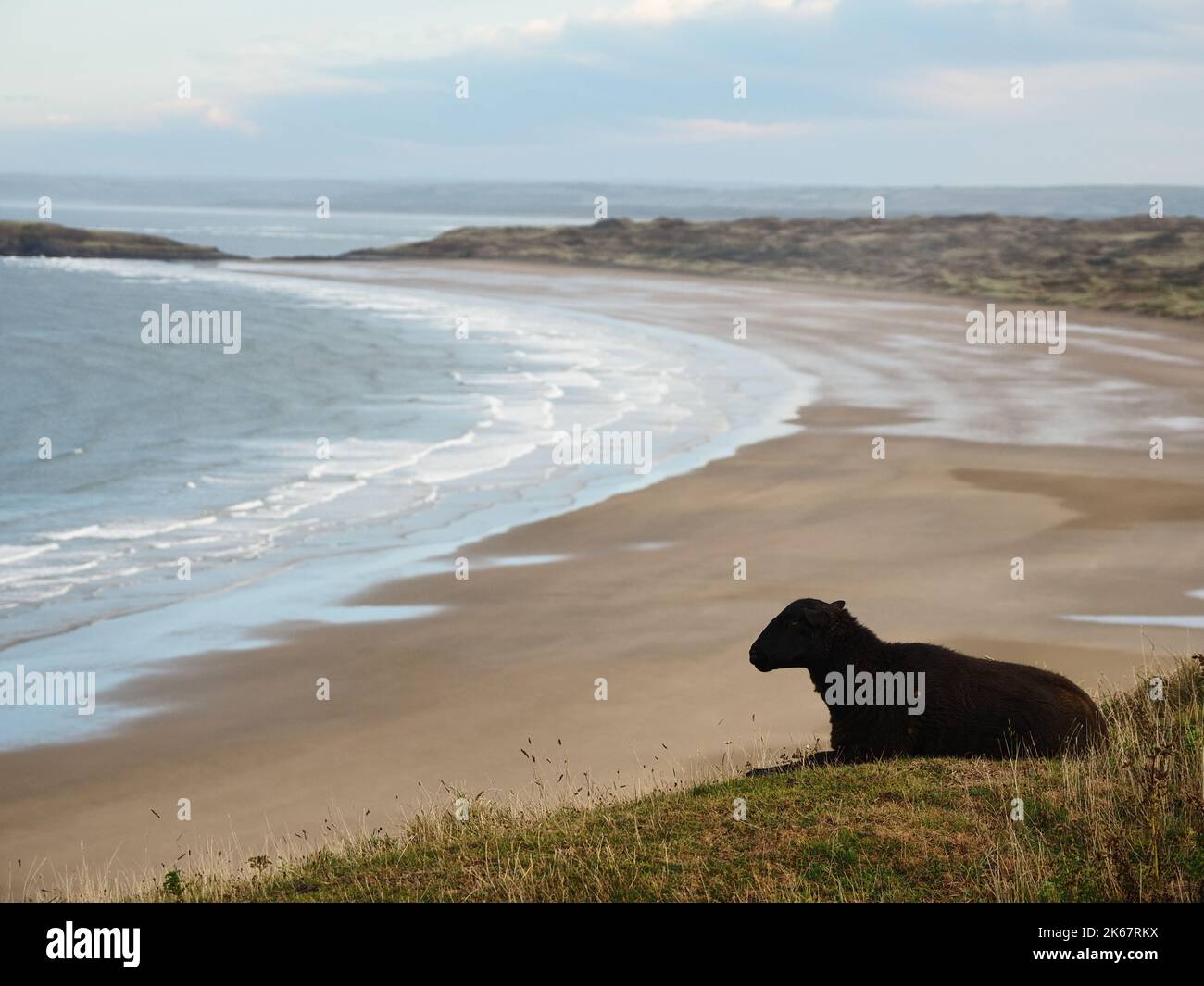 Rhossili Bay, Gower Peninsula, Wales, Großbritannien und schwarze Schafe Stockfoto