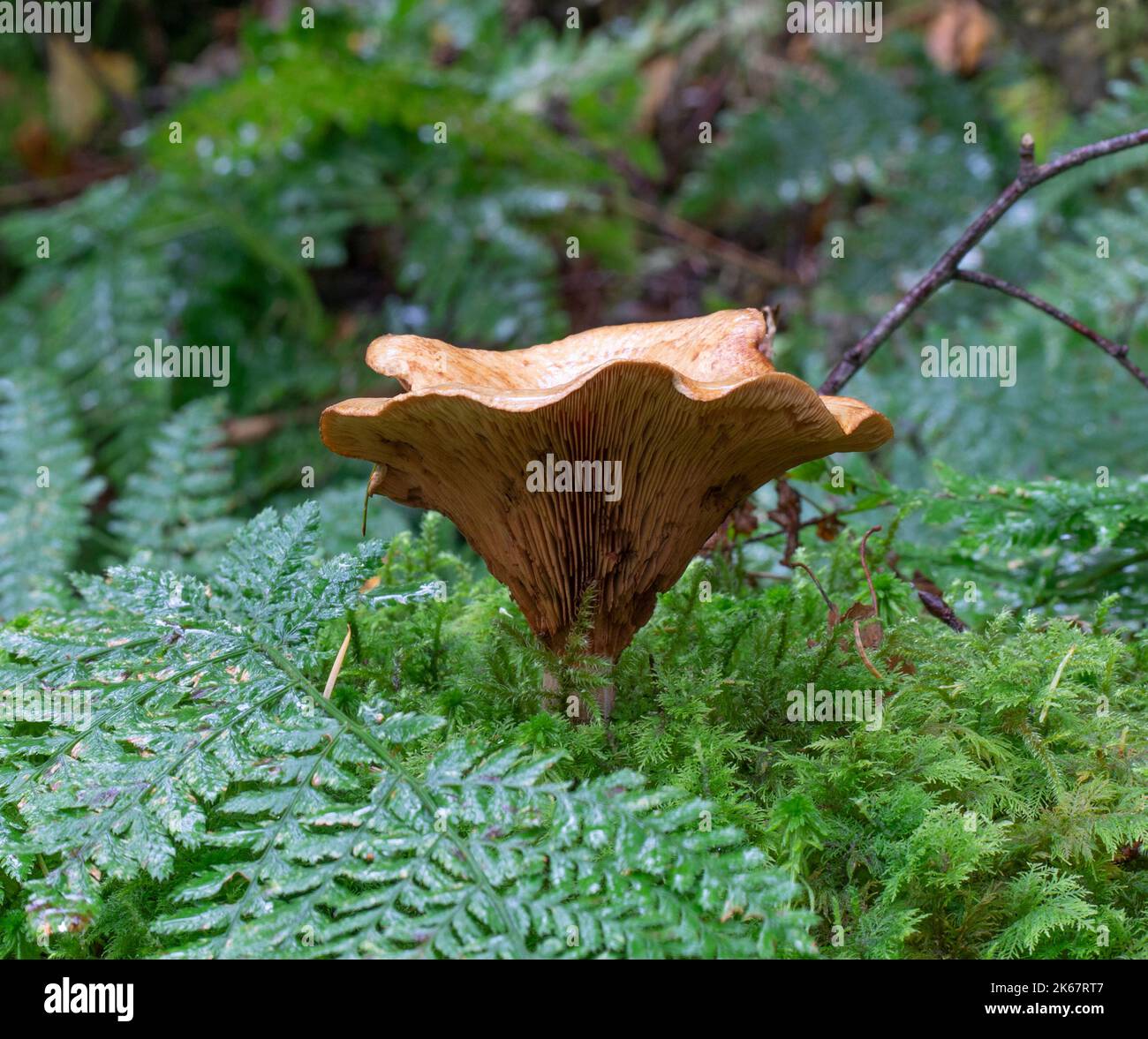 Brauner Rollrand - Paxillus Involutus Stockfoto