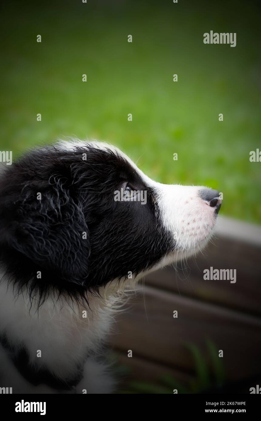 Schöne Junge Border Collie Puppy Vertikal Stockfoto