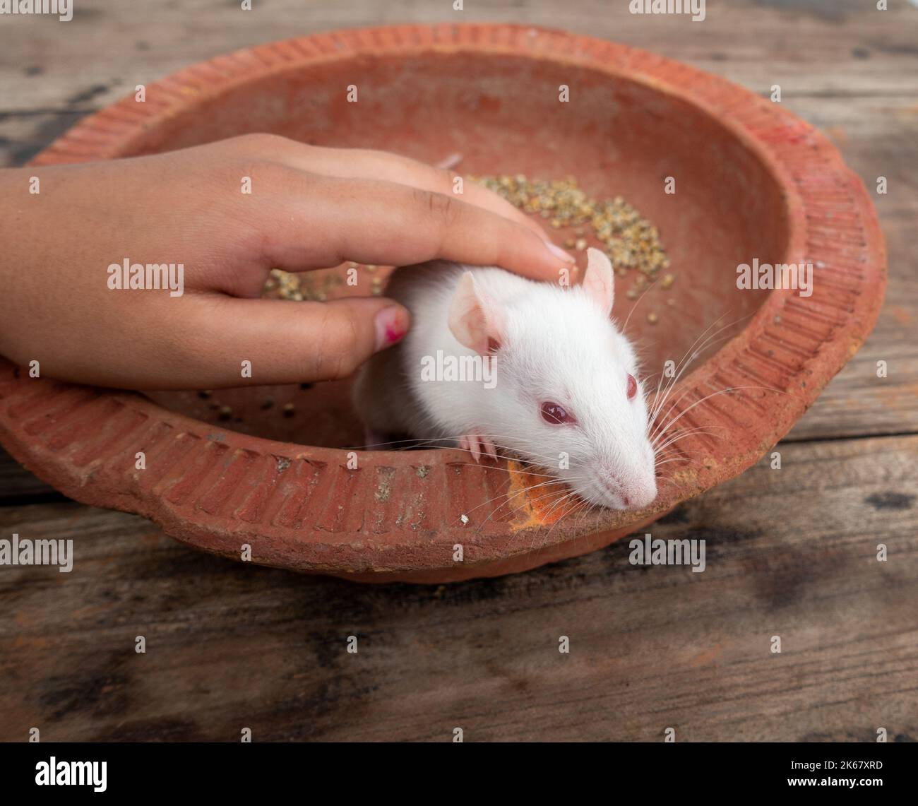 Hand streicheln eine weiße Labormaus (Mus musculus ). Uttarakhand Indien Stockfoto