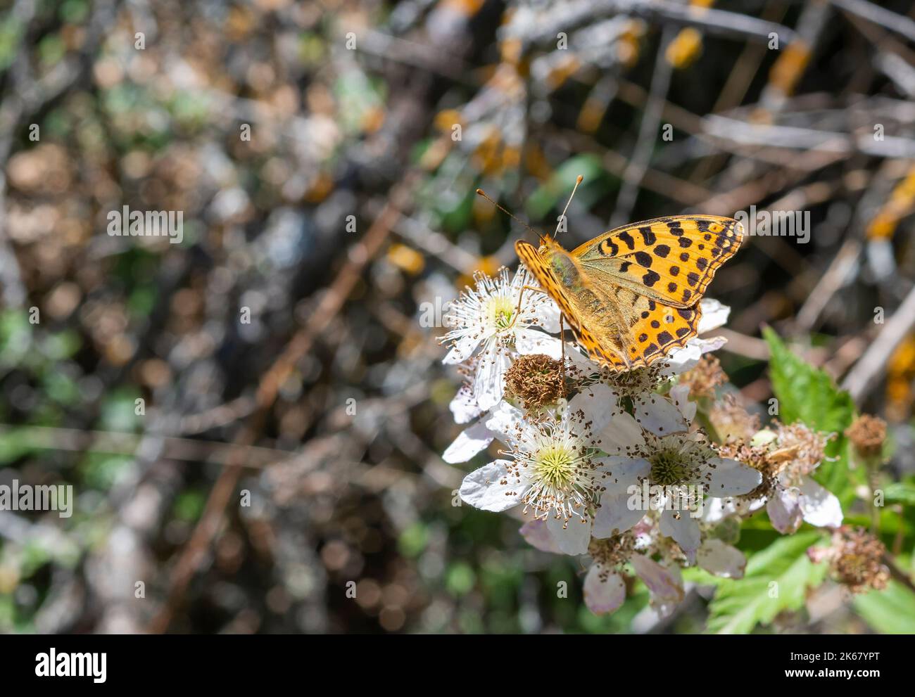 Primer plano de una hermosa mariposa Argynnis Pandora posada sobre flor blanca durante el verano en EspaÃ±a Stockfoto