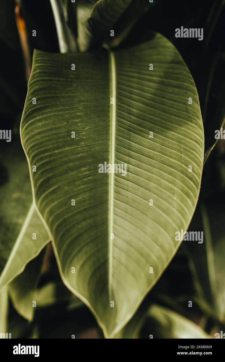 Grünes Blatt tropischer Palme. Details aus nächster Nähe Stockfoto