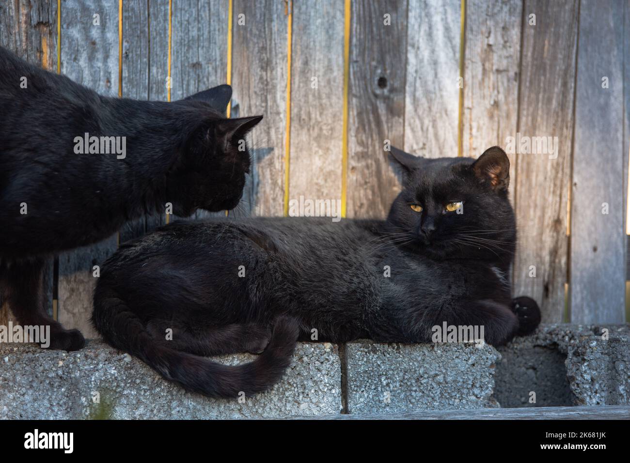 Eine schöne Aufnahme von zwei schwarzen Katzen auf einem hölzernen Hintergrund Stockfoto