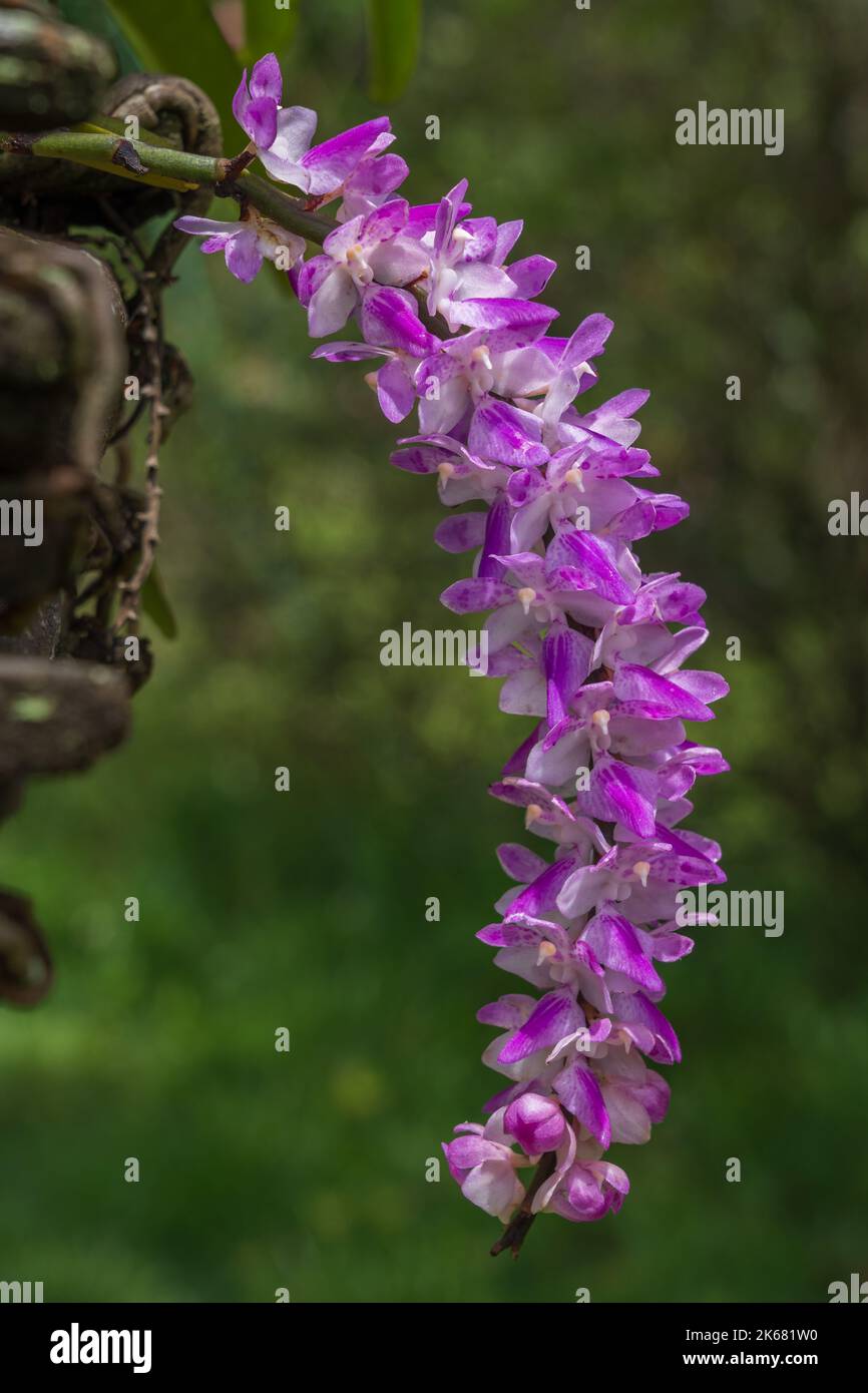 Nahaufnahme von weißen und violett-rosa Blüten von aerides multiflora, auch bekannt als vielblütige aerides epiphytische Orchideenarten, die auf natürlichem Hintergrund blühen Stockfoto