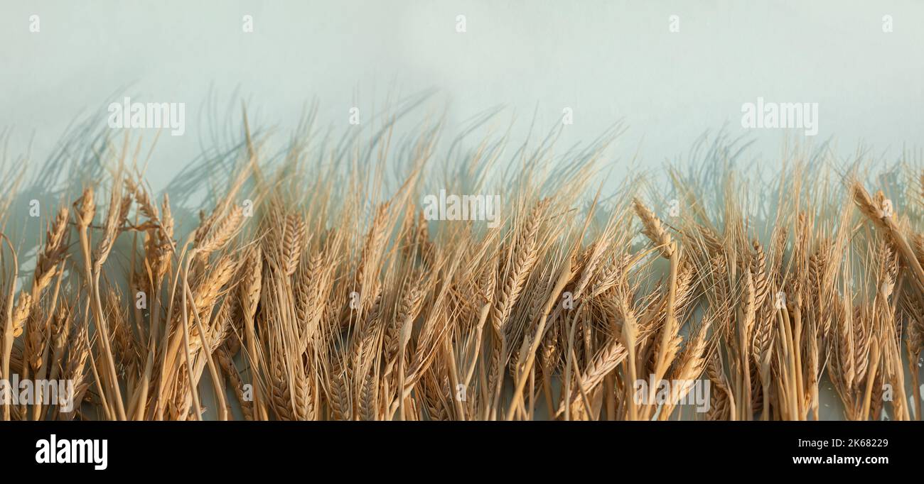 Goldene Roggenohren, trockene gelbe Cerealien-Stacheletts mit Schatten auf hellem Hintergrund, Nahaufnahme, Kopierraum, Banner. Hochwertige Fotos Stockfoto