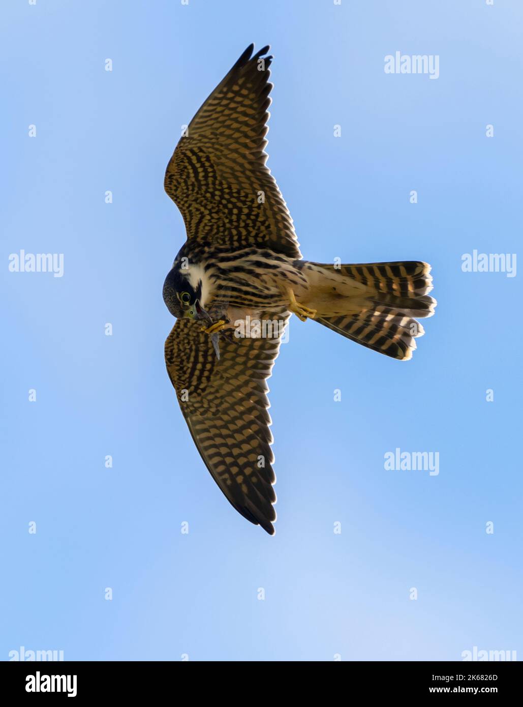Ein junger Hobby (Falco subbuteo), der sich auf einer Libelle am Flügel, Oxfordshire, ernährt Stockfoto