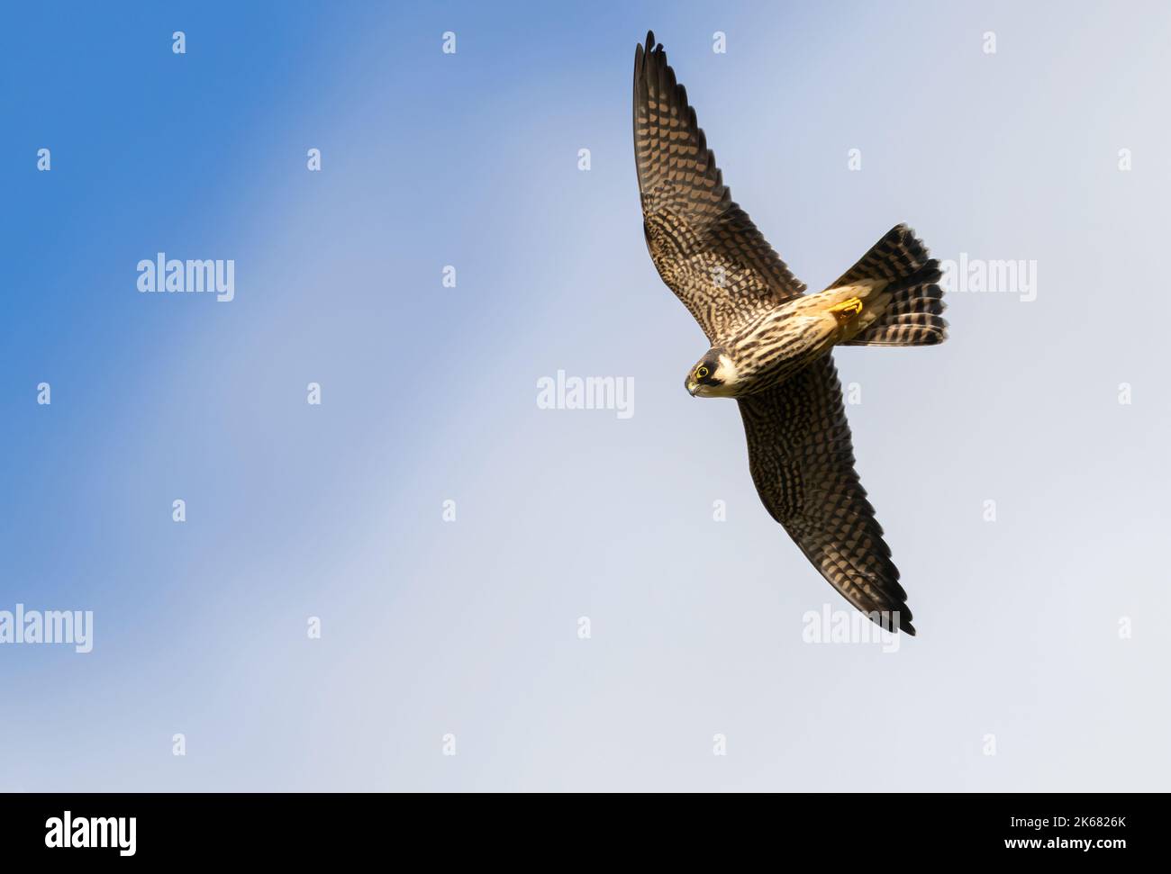Ein junger Hobby (Falco subbuteo) im Flug über Oxfordshire Stockfoto