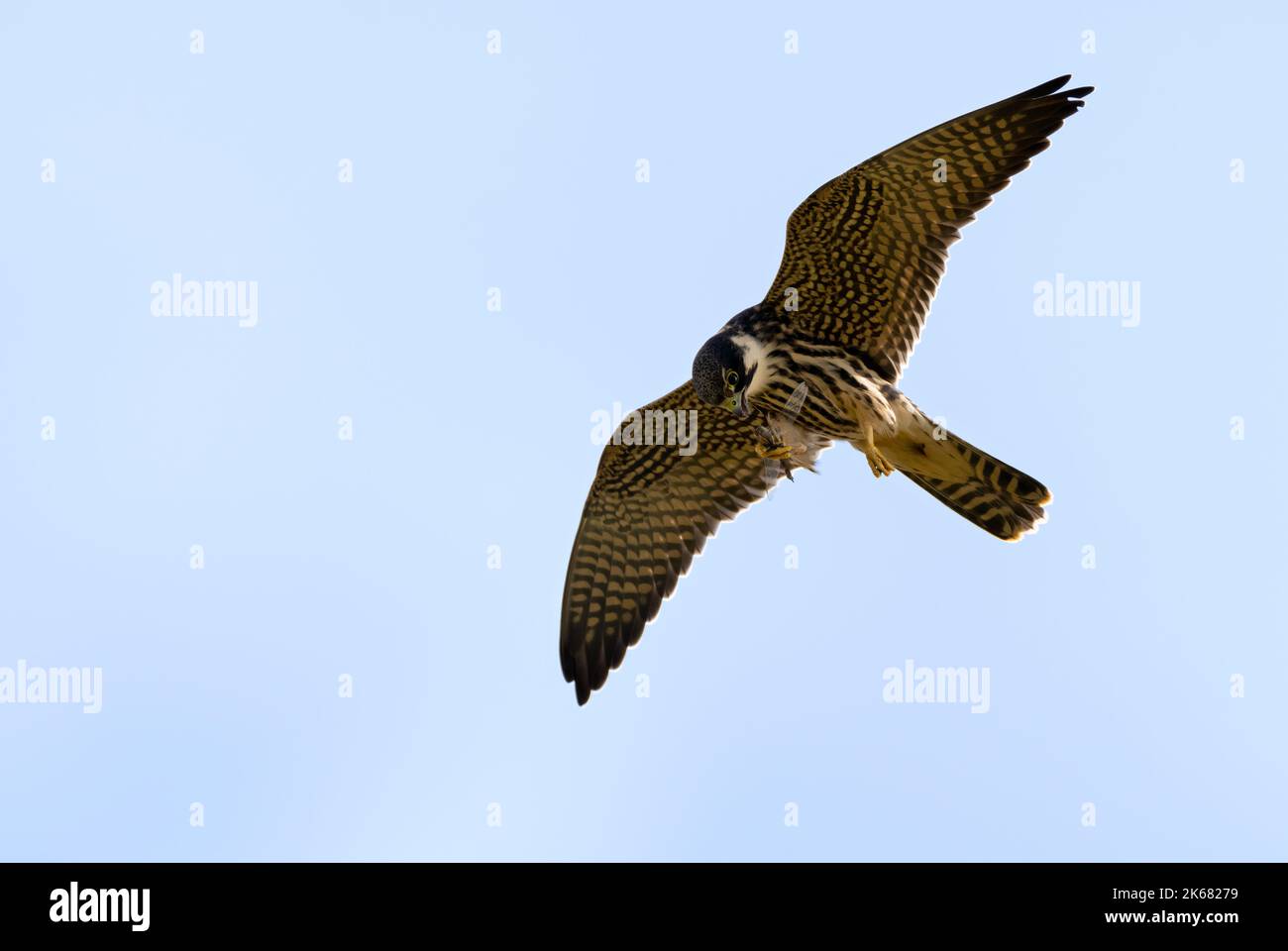 Ein junger Hobby (Falco subbuteo), der sich auf einer Libelle am Flügel, Oxfordshire, ernährt Stockfoto