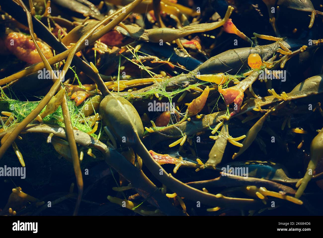 Eine Nahaufnahme von Unterwasseralgen und Algen Stockfoto