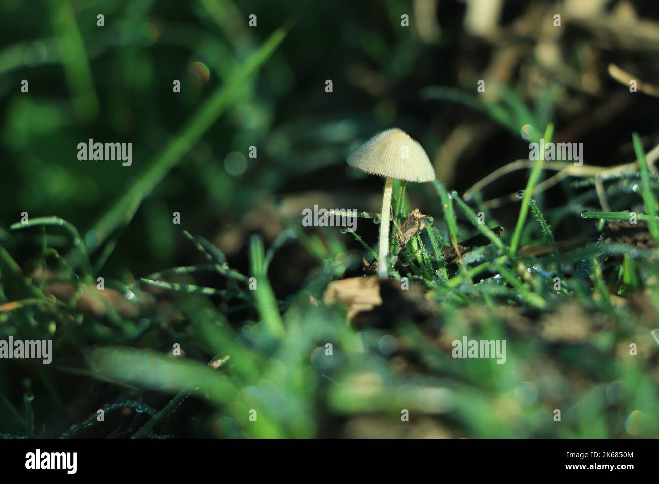 Pilzlicht, Fantasy Pilz, Dschungel, Waldpilz, Dschungelhintergrund, Fantasie. Stockfoto