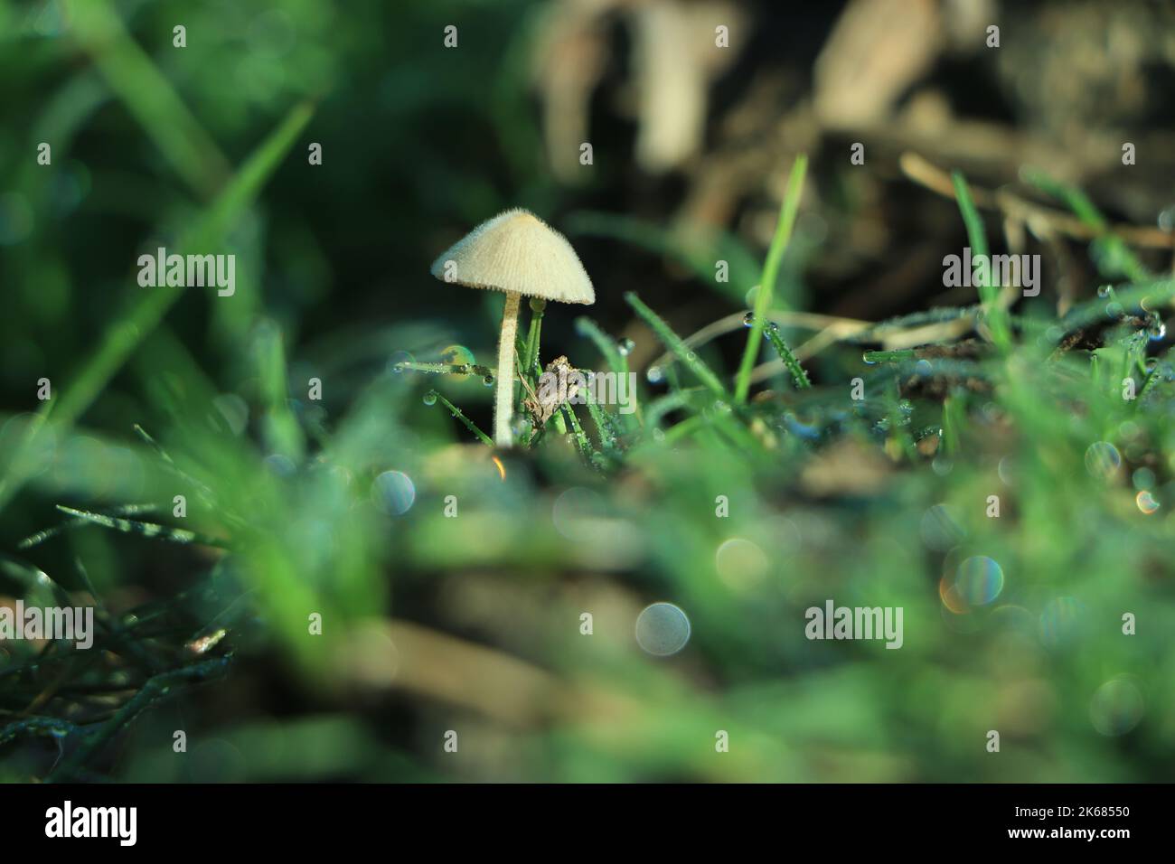 Pilz im Wald mit weichem Morgenlicht Stockfoto