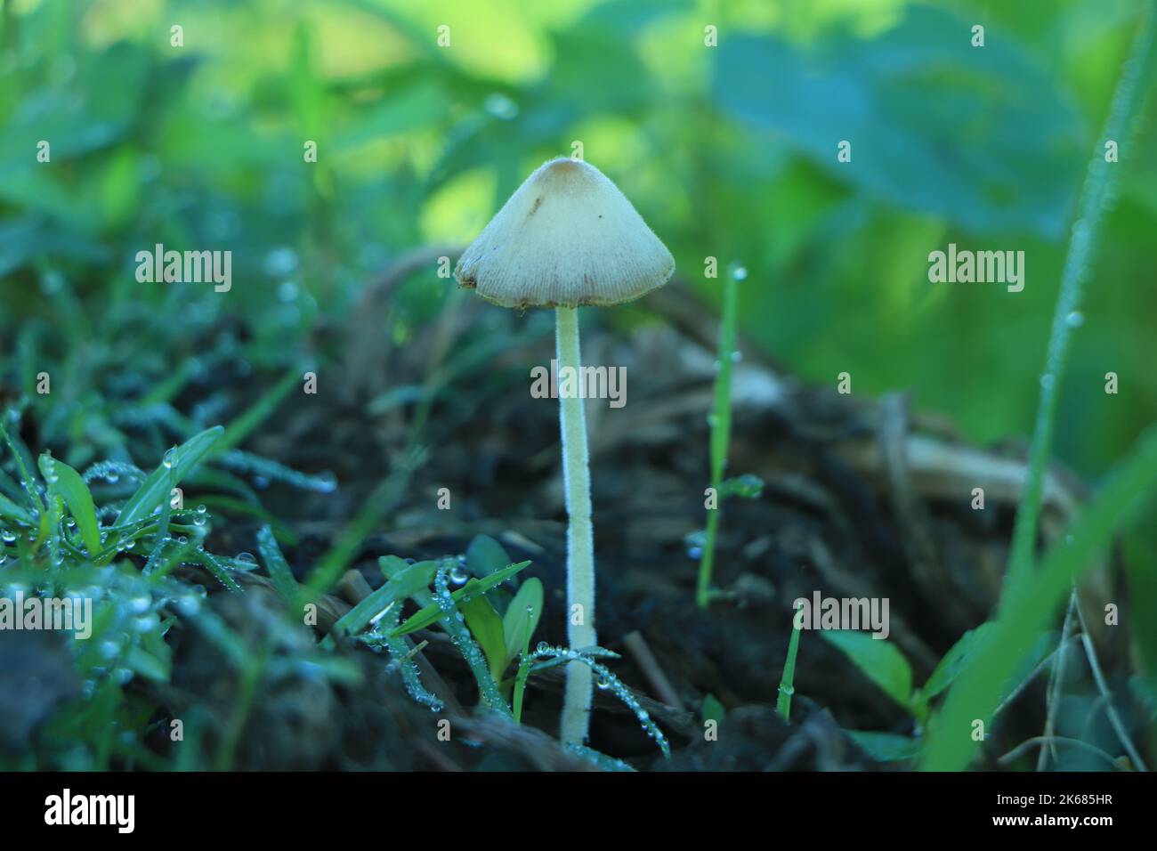 Herbst zart & schöne Pilz Makro Nahaufnahme Stockfoto