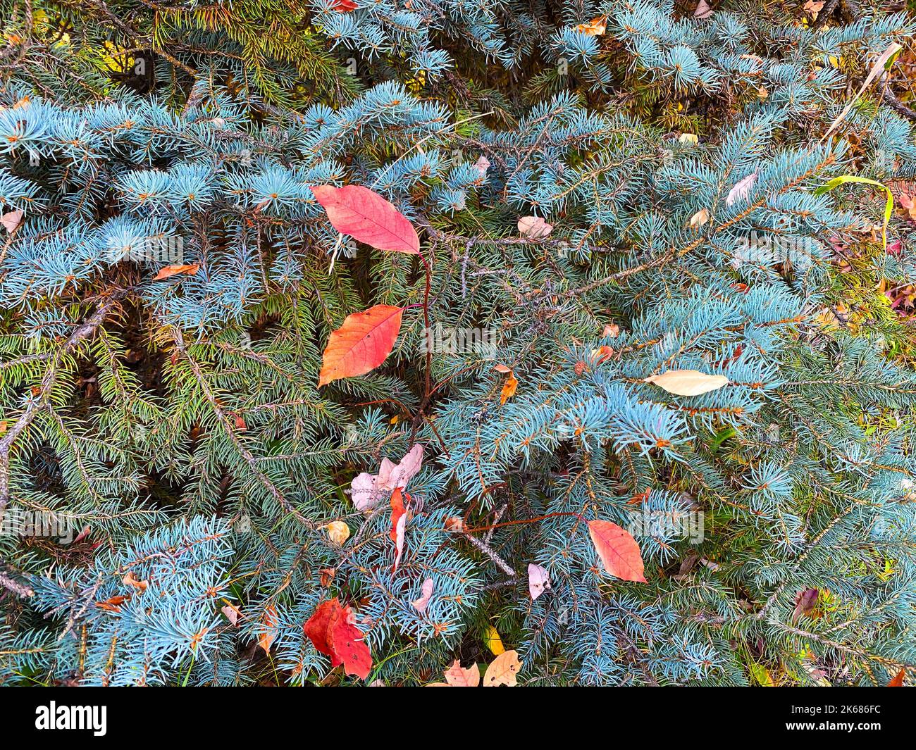Eine weihnachtskiefer immergrüne herbstliche Kiefern Herbst Urlaub Jahreszeiten Nadeln Samen Garten Herbst Urlaub trockene Kiefern Laub Bodenbedeckung Meer Stockfoto