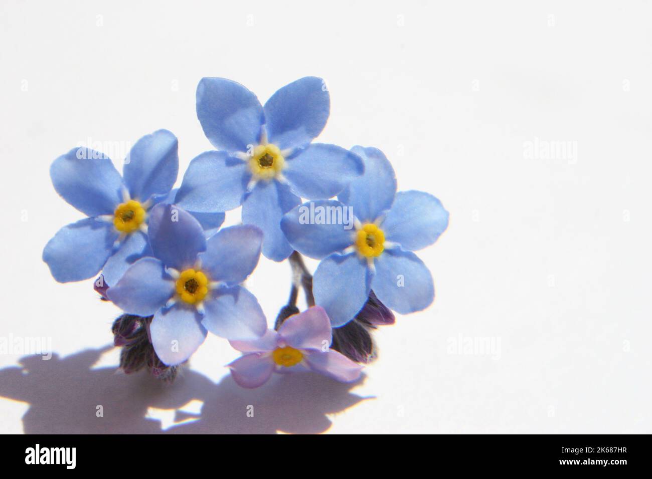 Zartes blaues Forget-Me-nots oder Skorpiongras (Myosotis arvensis) blühen aus nächster Nähe Stockfoto