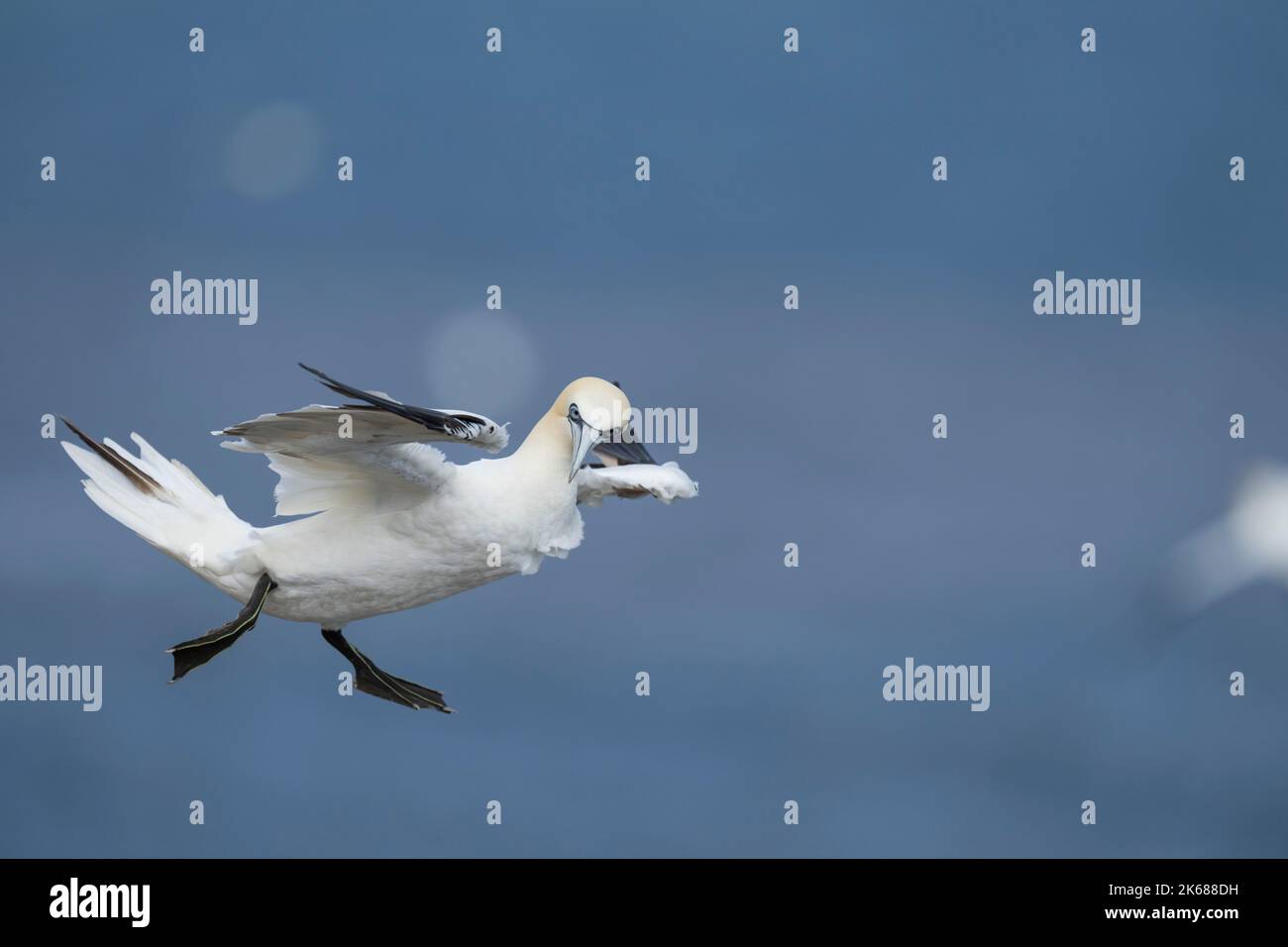 Nördlicher Gannet Morus bassanus, ein einziger 4.-jähriger gefiederter Vogel im Flug, Yorkshire, Großbritannien, August Stockfoto