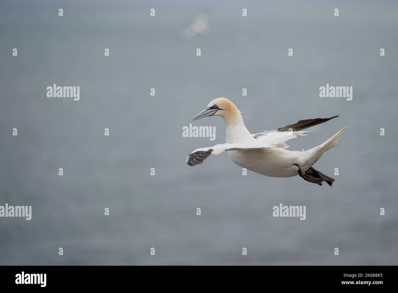Nördlicher Gannet Morus bassanus, ein ausgewachsener gefiederter Vogel im Flug, der die aufziehenden Winde neben einer Klippe benutzte, Yorkshire, Großbritannien, August Stockfoto