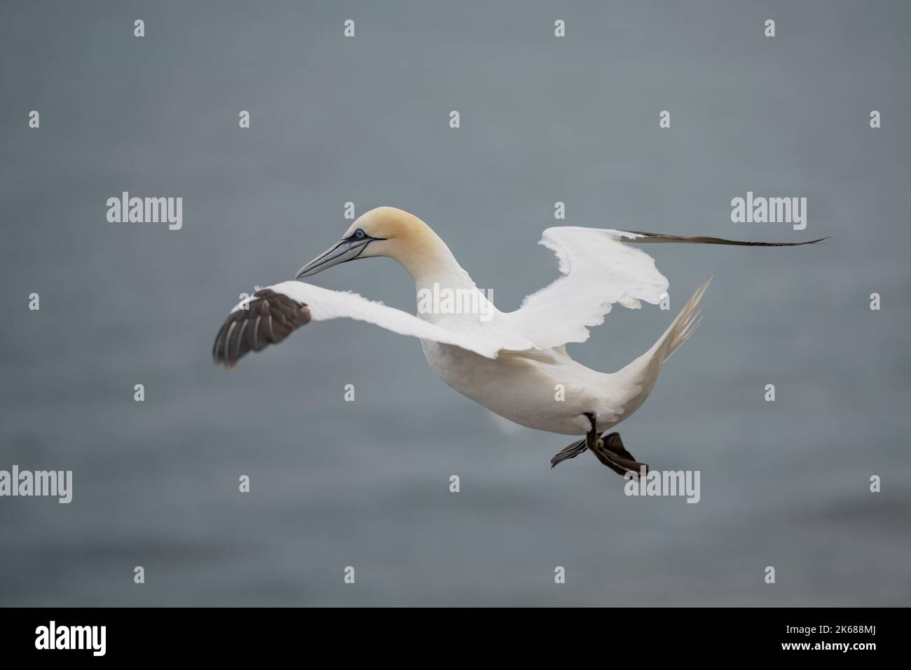 Nördlicher Gannet Morus bassanus, ein ausgewachsener gefiederter Vogel im Flug, der die aufziehenden Winde neben einer Klippe benutzte, Yorkshire, Großbritannien, August Stockfoto