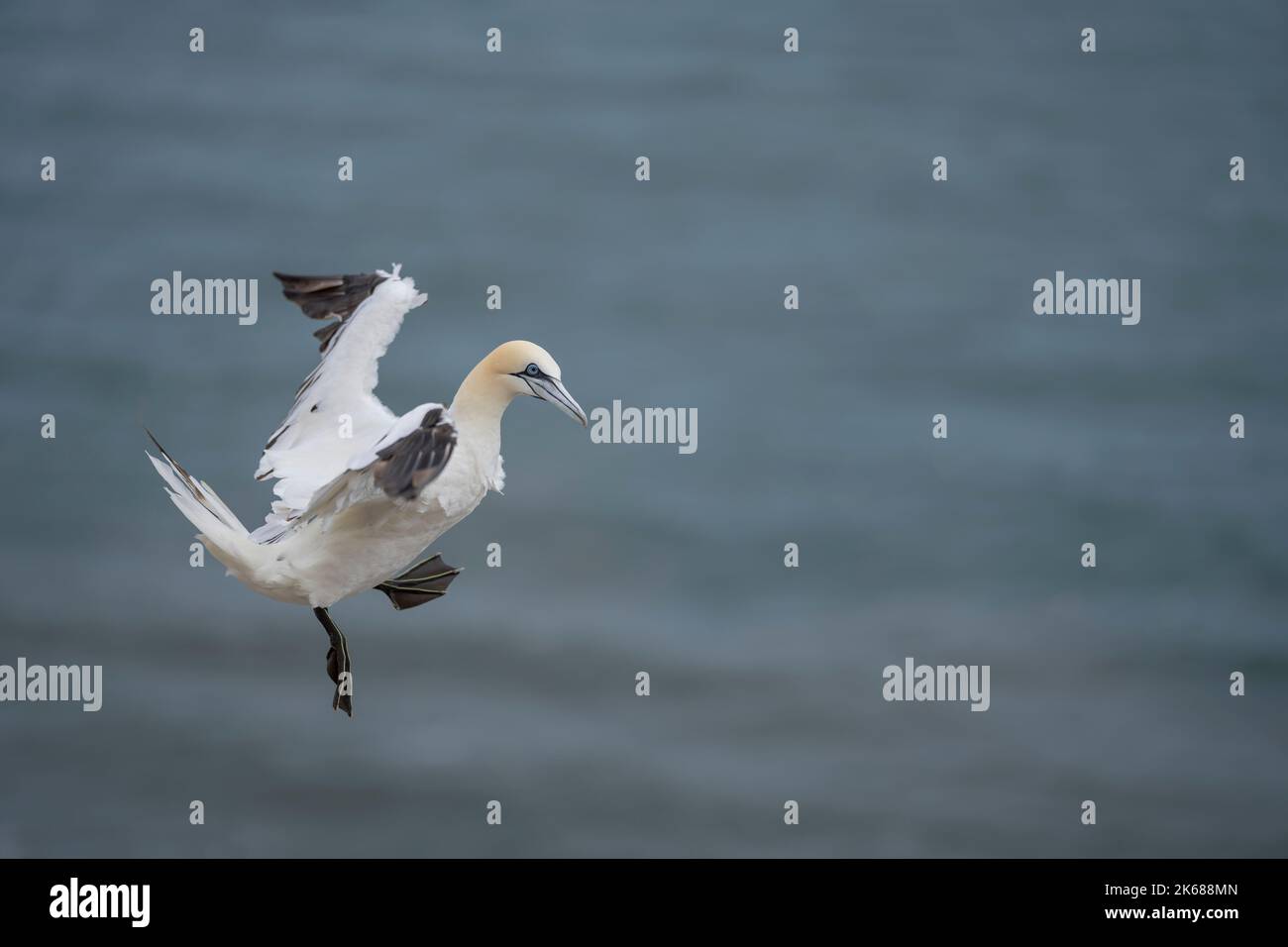 Nördlicher Gannet Morus bassanus, ein einziger 4.-jähriger gefiederter Vogel im Flug, Yorkshire, Großbritannien, August Stockfoto