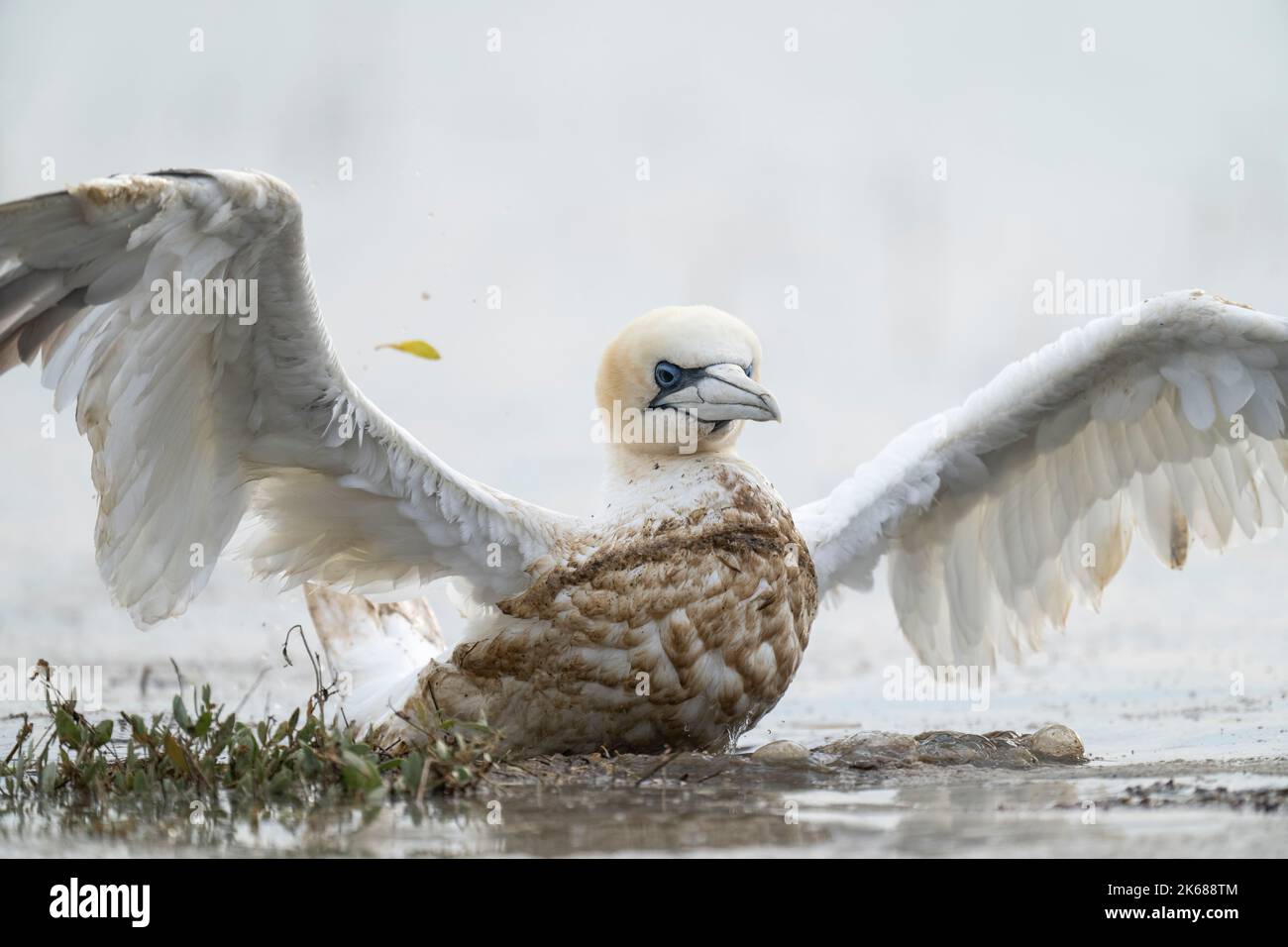 Nördlicher Gannet Morus bassanus, ein kranker ausgewachsener Vogelflügel, der bei Flut am Rand eines Küstensumpfs flatternd, Lincolnshire, Großbritannien, im August Stockfoto